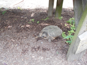 A snapper that walked out  in front of us while we were looking at flowers at a greenhouse.